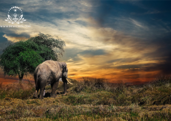 Khasiat Mani Gajah yang Bikin Kaget Karena Mendekatkan Jodoh yang Tak Terduga